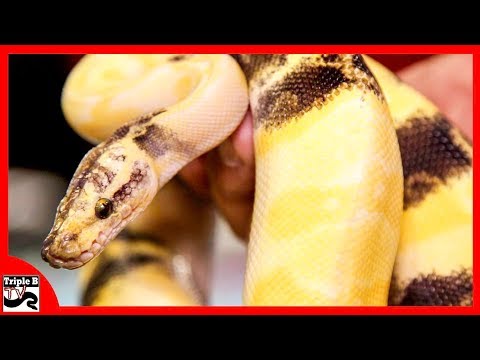 YouTube reptile video