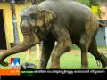 elephant attack