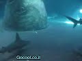 Huge Sharks Aquarium - Eilat - ???????? ?????? ????