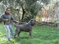 videos de MASTINO NAPOLETANO MARCO POMPILI