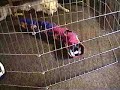 Lazy pets!
