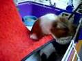 Baby cavies eating hay and wheeking