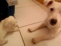 Vídeo 0011.mp4