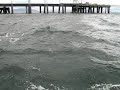 Queenfish around Hinchinbrook Jetty