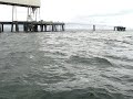 Queenfish around Hinchinbrook Jetty