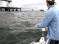 Queenfish around Hinchinbrook Jetty