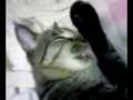 日本猫 みなし子 ちびパート3