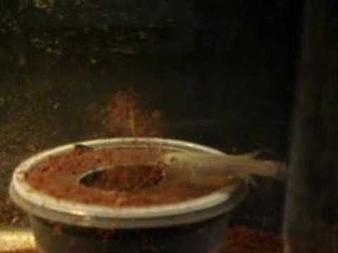 Killifish - Trigonectes ...