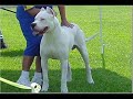 Dogo Argentino-Dogo Arjantin- www.dogo-argentino.azbuz.com