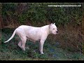 Dogo Argentino-Dogo Arjantin- www.dogo-argentino.azbuz.com