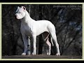Dogo Argentino-Dogo Arjantin- www.dogo-argentino.azbuz.com