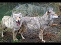 Der Wolf