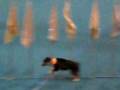 videos de CIMG0630.AVI