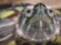 turtles at petco