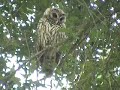 BIGGEST OWL I\ BIGGEST OWL I\