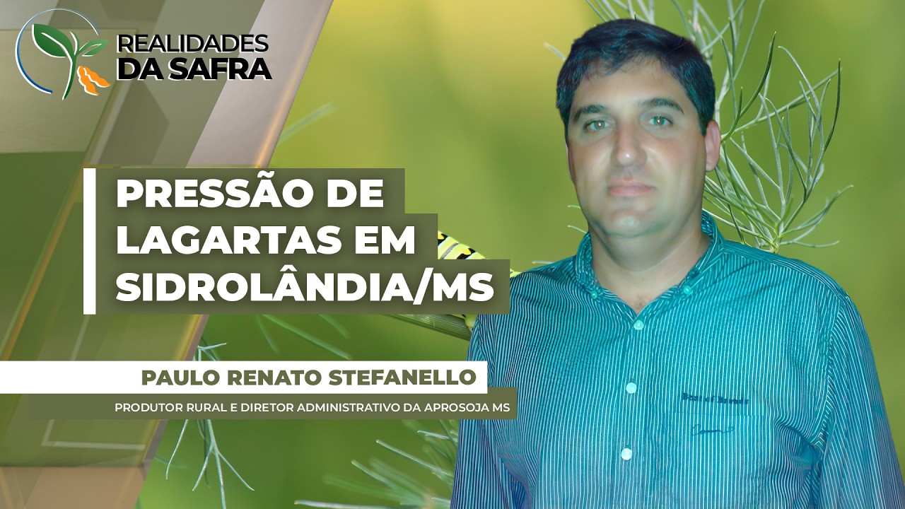Sidrolândia/MS precisou fazer até seis aplicações contra lagartas na safrinha de milho