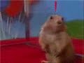 MGS Prairie Dog