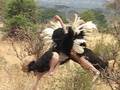 Ostrich Fight