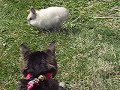 My cat getting chased by a rabbit Part II