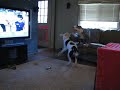 sweetie and magnum rainy day zoomies