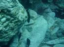 quillo buceo