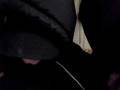 videos de Koen Witteman Prank Call