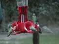 Swarming Hummers Swarming Hummers