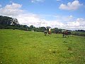 Pega com Cavalos Pega com Cavalos