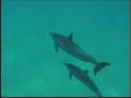Deep Ecology Hawaii - Turtles & Dolphins - Ken O\