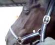 Milly bad eye