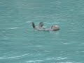 sea otter
