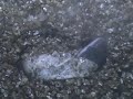 Luipaardgekko (Eublepharis Macularius) komt uit zijn ei
