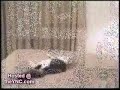 CRAZY CATS