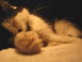 Mono In VCF - Spider Rotation - Dreaming Cat