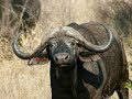 Cruzando sudafrica,  fotografias de animales.