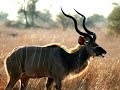 Cruzando sudafrica,  fotografias de animales.