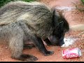 Cruzando sudafrica,  fotografias de animales.