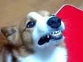 BANG! !  Corgi  LUKE...