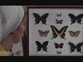 http://stores.ebay.com.sg/all-era-collectibles
http://vincentyeo88.blogspot.com
based on the best-selling novel by john fowles, the collector tells the story of a quiet london bank clerk freddie (terence stamp) whose butterfly collecting hobby takes a sinister twist when he kidnaps a most unusual specimen, a beautiful woman named miranda grey (samantha eggar).