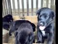 Labrador puppies