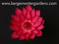 Night Blooming water Lily Night Blooming water Lily