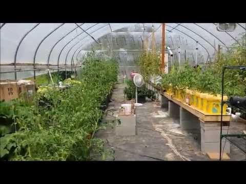 how to harvest kentucky wonder beans