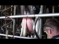 Click here to watch this video BUDDHA - Bushlea Perfector Bold - Goldwyn x Fabulon