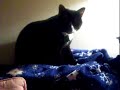 \"Kneady\" Cat \"Kneady\" Cat