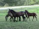 Connemara ponies playing in pasture