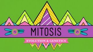 Mitosis: Splitting Up is Complicated - Crash Cours