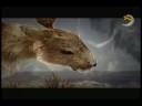 Calentamiento Global - Animales [Quercus]