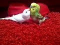 TheBudgieBirds - Love Story Budgie Birds