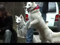Zwitserse Witjes Wandeling Tegelen 2005
