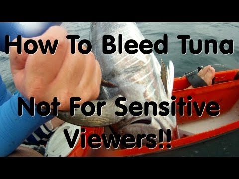 how to bleed tuna video